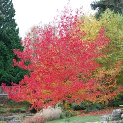 Liquidambar styraciflua